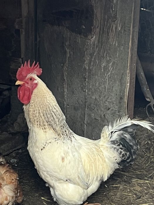 Дуже гарний півень