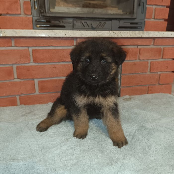 Owczarek Niemiecki Długowłosy