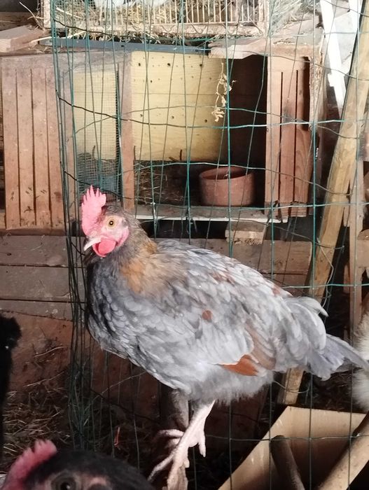 Casal de galinhas (Ovos Coloridos)