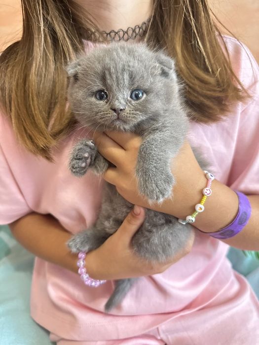 Британские котята