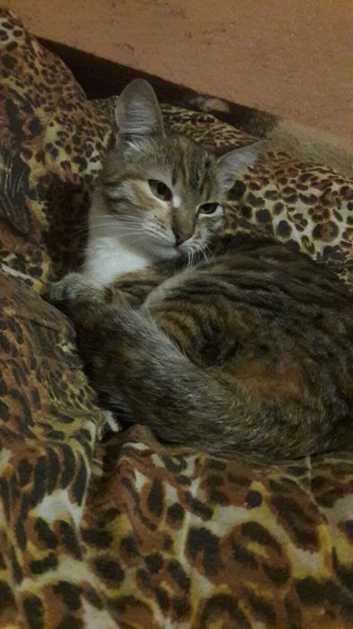 Котенята в добрі руки