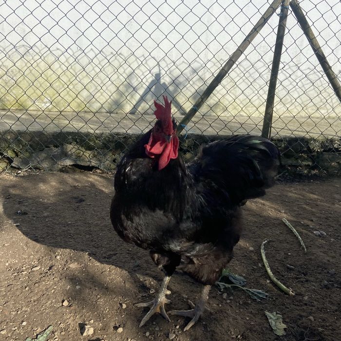 Galos de raça brahma e jersey