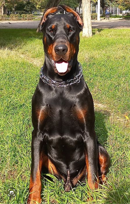 Ищем невесту для добермана