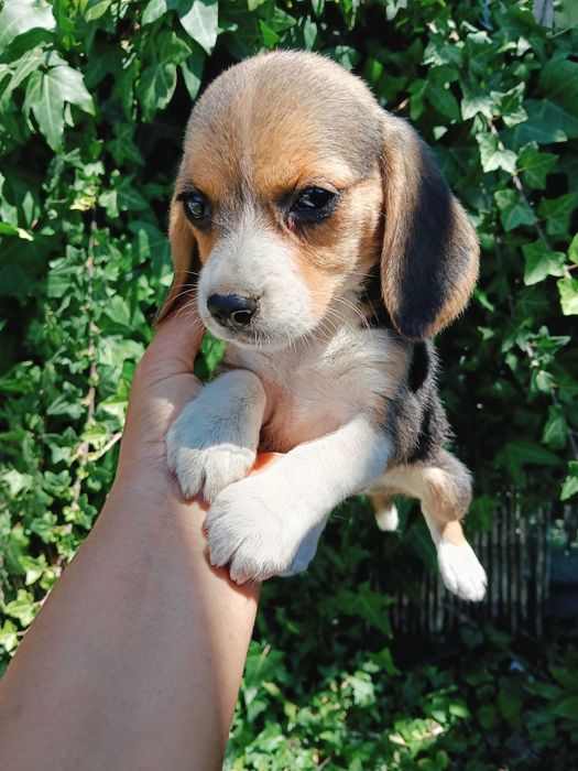 Beagle fêmea  belíssima