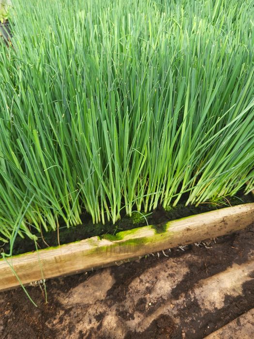 Por seler ogorek rozsada sadzonka warzyw