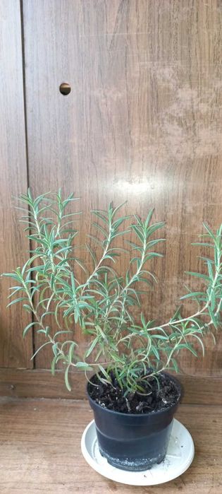 Розмарин , фикус бенджаміна