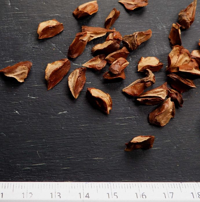 Кипарис насіння (4 види) кипарисовик семена хвойних є безкошт доставка