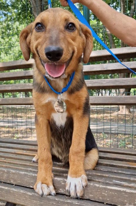 Цуценя в гарні руки