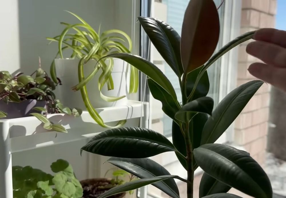 алоє хлорофітум традисканція фікус