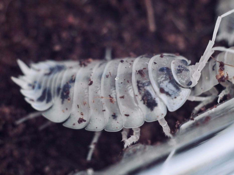 Ekipa sprzątająca do terrarium Isopody Porcellio leavis Dairy Cow10szt