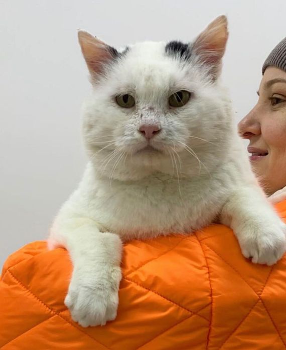 Віддам безкоштовно котика ОДЕСА