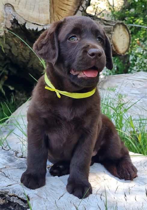 Лабрадор ретрівер Харків