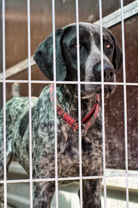 Wyżeł w schronisku, 1,5 roczny, adopcja za darmo oddam