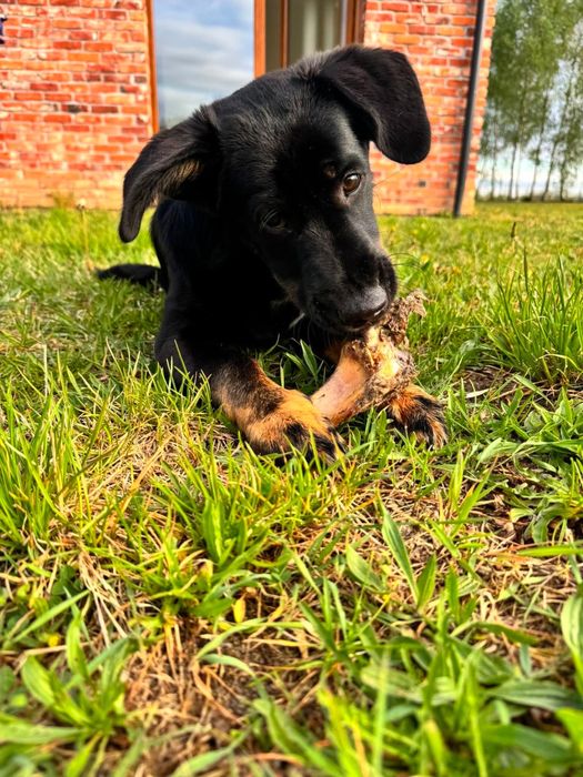 Enzo 5 miesiecy do adopcji
