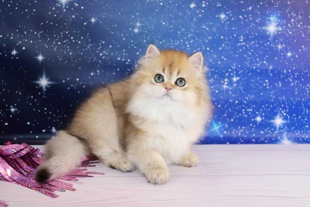 Самая красивая британская золотинка