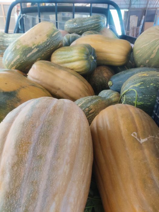 Abóbora meninas avulso