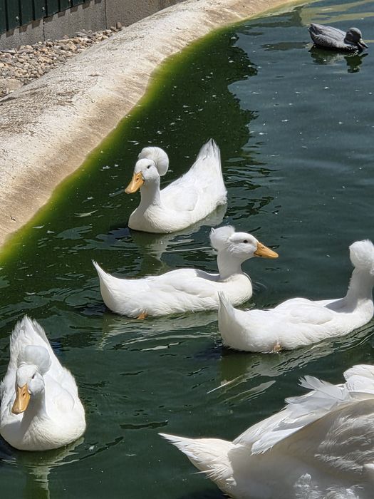 Patos de pompom jovens