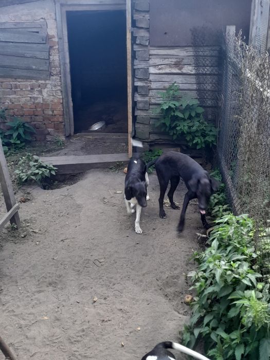 Щенята 4 дівчинки