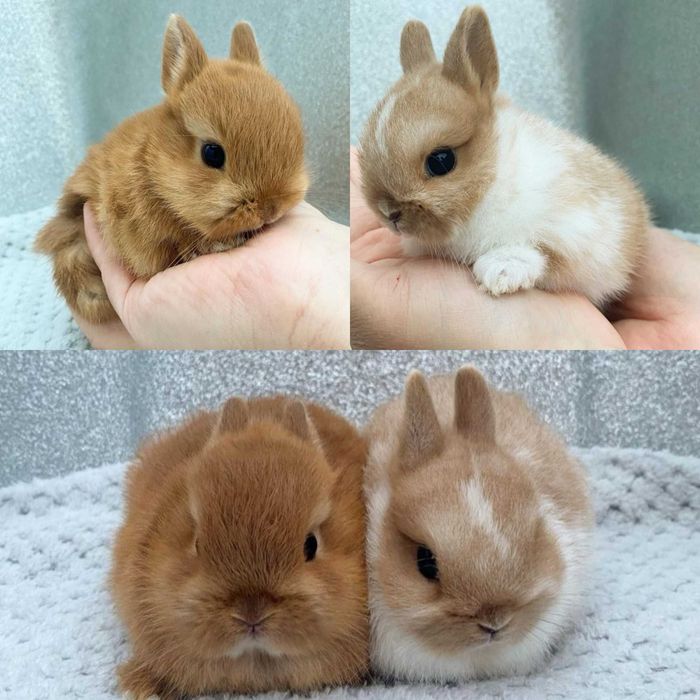 KIT Coelhos anões mini holandês e minitoy super meigos