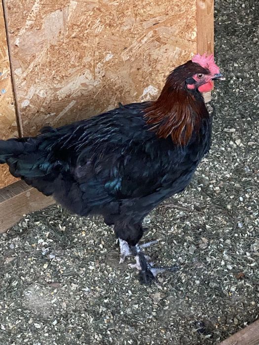 Galo Marans - 5 meses
