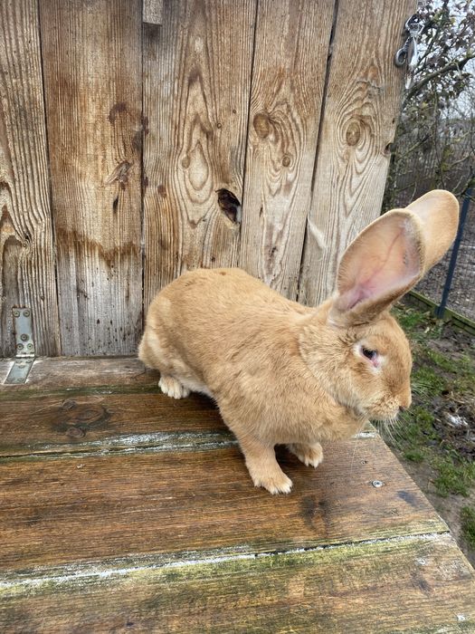 Belgijski olbrzym żółty