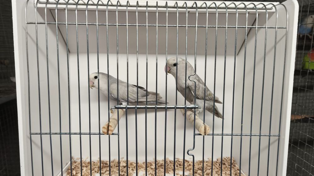 Agapornis roseicollis