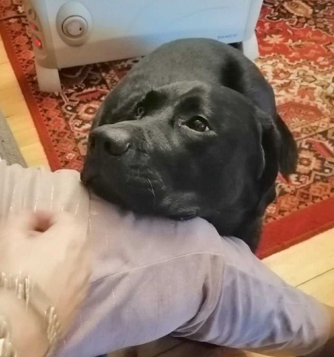 Kochany, łagodny, tulaśny, radosny, grzeczny labrador szuka domu