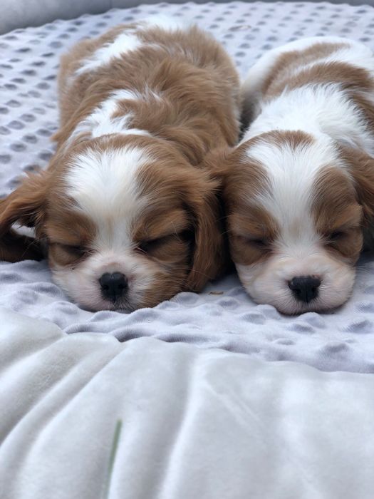 Cavalier King charles spaniel suczka przepiekna