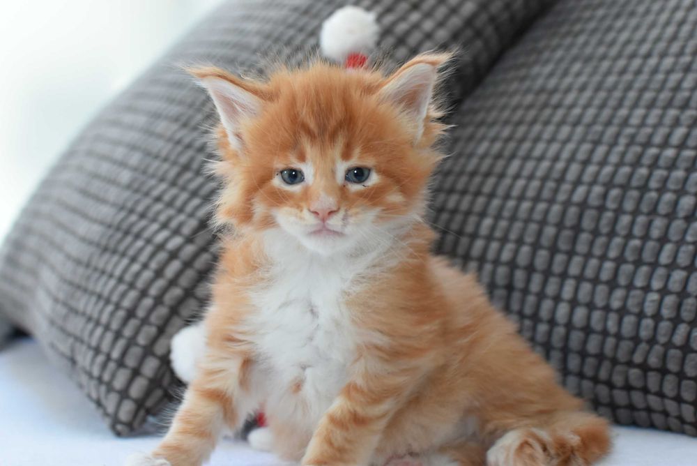 Kocurek Maine Coon/Rodowód FPL