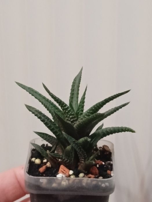 Сукулент.Хавортія з дітками