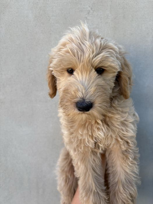 Goldendoodle F1b golden/Pudel