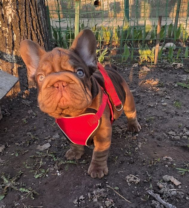 Красунчик хлопчик