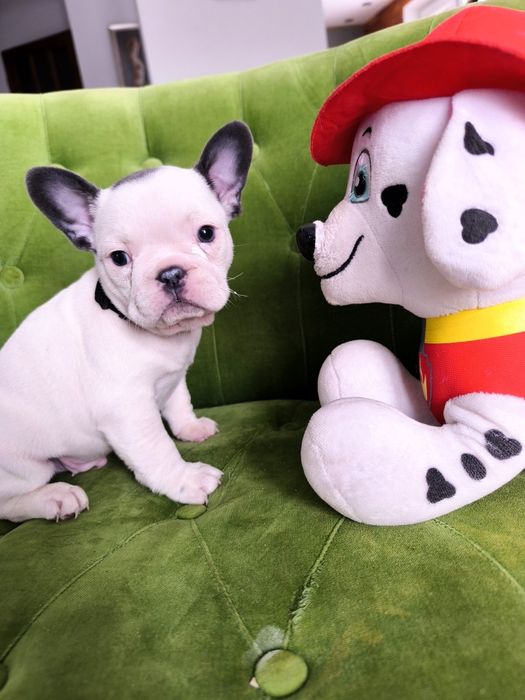 Buldog francuski biało niebieski samiec  pies szczeniak