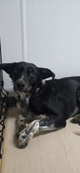 Do adopcji roczny samiec