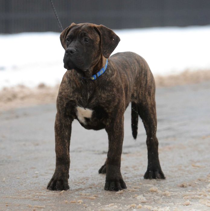 Presa/ dogo canario / dog kananryjski ZkwP FCI