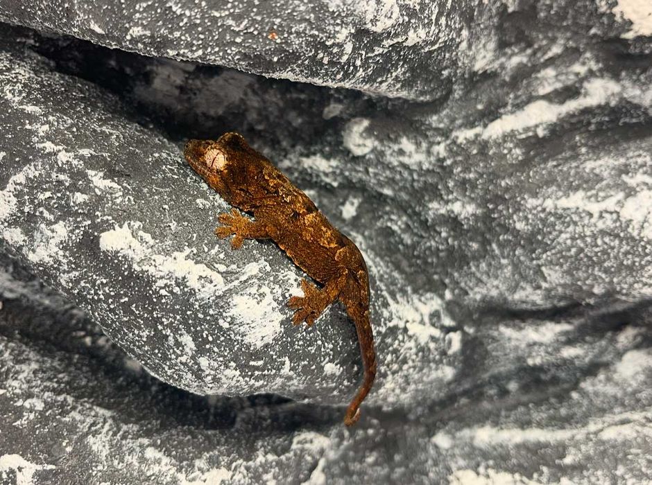 Gekon omszały gekony omszałe nie orzęsiony Koszalin