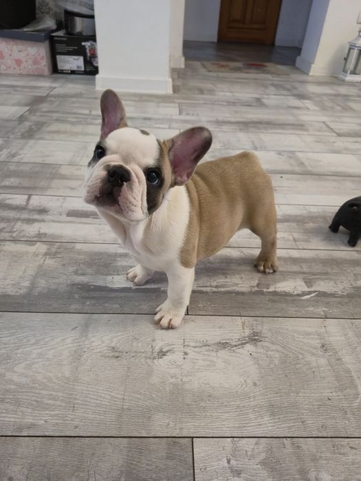 Buldog Francuski piesek Rocky