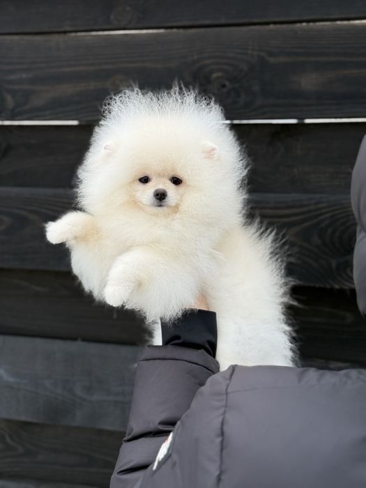 хлопчмк померанського шпіца