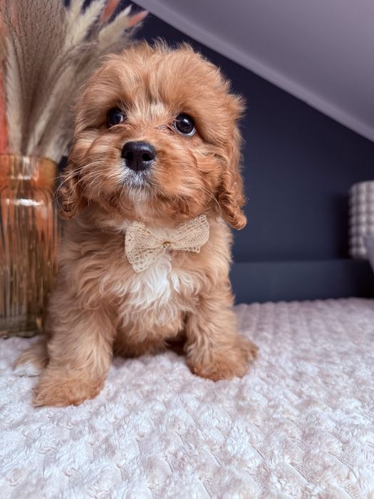 SUNIA Cavapoo do odbioru