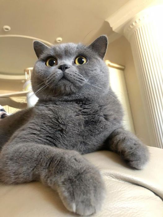 Скотиш страйт девочка