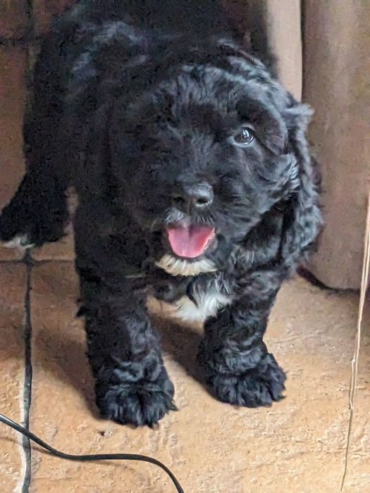 Suczka Springerdoodle pudel (cockapoo Maltipoo Doodle)