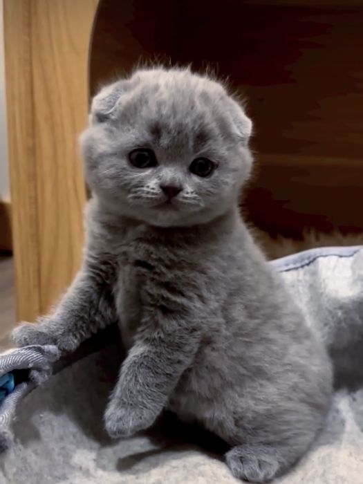 Неймовірно мʼяке хутро