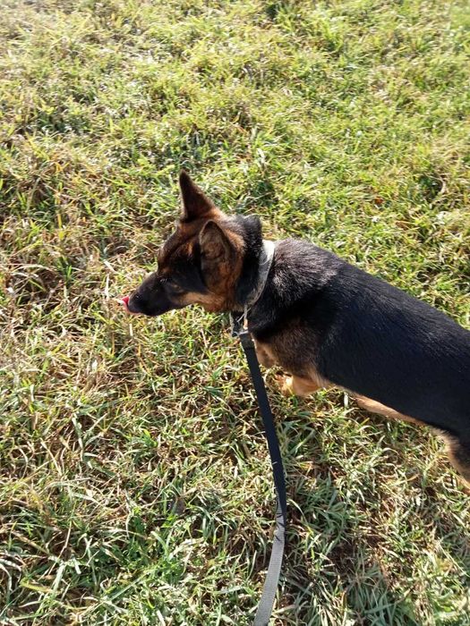 Aza – prześliczna i energiczna miniowczareczka