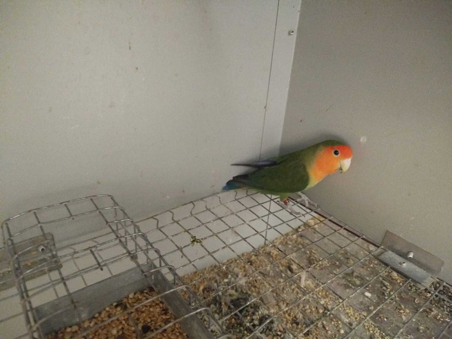 Agapornis machos e femeas