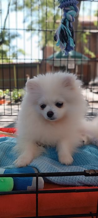 Померанський шпіц