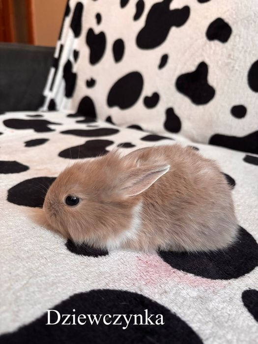 Króliczki miniaturki