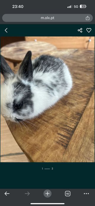 Coelhos muito dóceis bebe