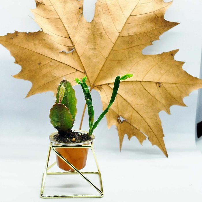 Cactus e suculentas_ lembranças, casamentos, dia da mãe