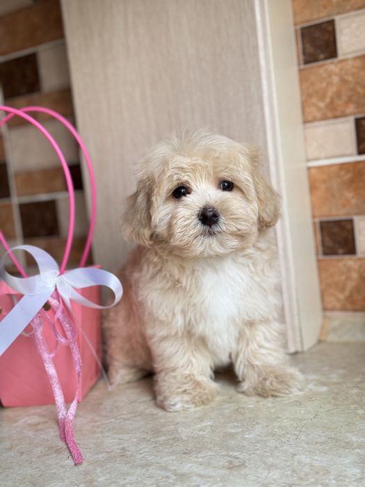 М пап льтвпа хлопчик з еоротеньким носиком