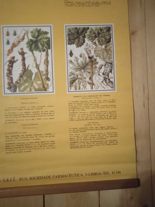 Poster Bayer anos 60